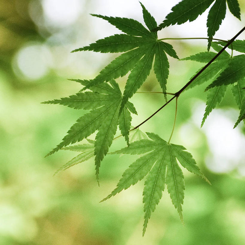 无人,方图,室外,特写,白天,枫树,叶子,日本,枝,树,绿色,自然,摄影,部分,脆弱,清新,彩图