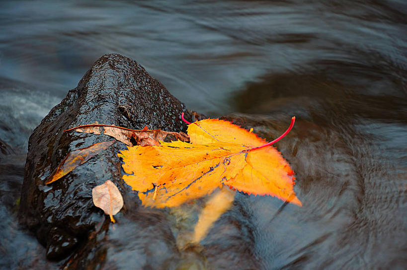 无人,横图,室外,白天,长时间曝光,河流,叶子,英国,湿,自然,摄影,脆弱,改变,岩石,秋天,彩图,加拉希尔斯