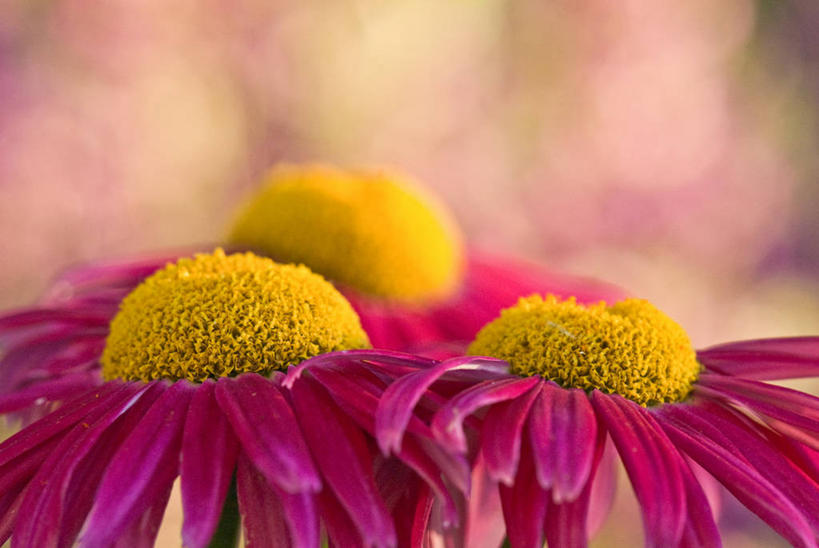 无人,横图,室外,特写,白天,美国,花,花瓣,粉色,黄色,摄影,脆弱,雄蕊,清新,彩图