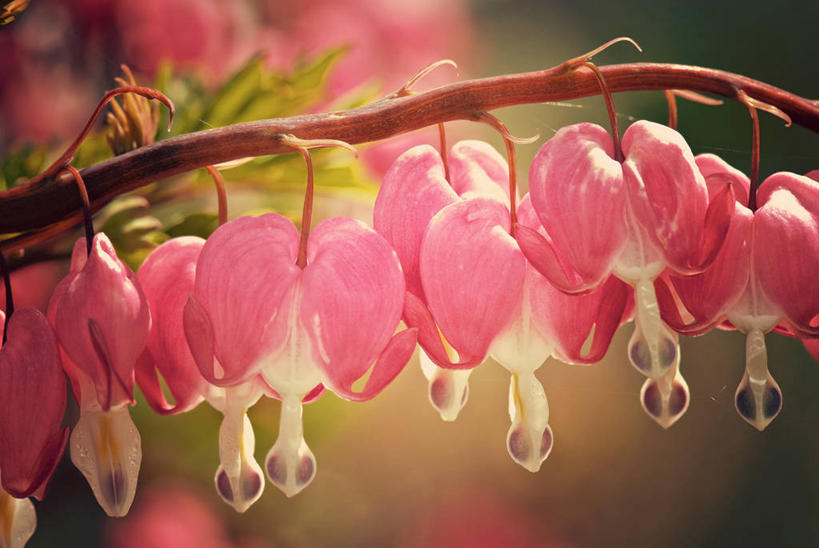 无人,横图,室外,特写,白天,美国,吊挂,悬挂,水滴,枝,挂,花,粉色,摄影,脆弱,清新,花烛属,心型,彩图,爱