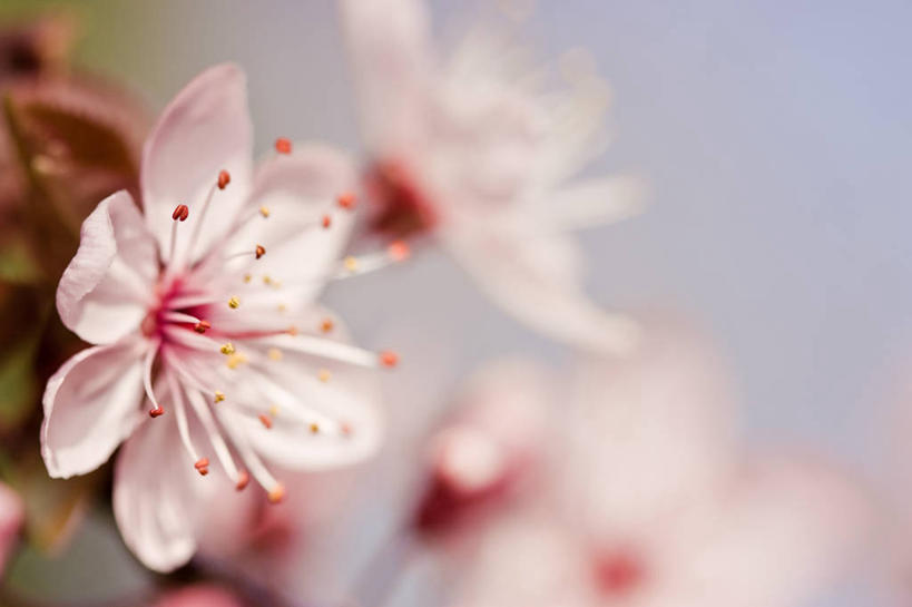 无人,横图,室外,特写,白天,荷兰,花,花瓣,粉色,摄影,脆弱,雄蕊,清新,彩图