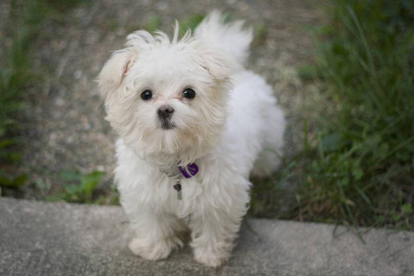 无人,横图,俯视,室外,纯洁,宠物,狗,美国,小的,台阶,草,白色,家畜,可爱,童年,童趣,摄影,肖像,童真,烂漫,无邪,马尔他犬,天真,彩图,高角度拍摄,宠物项圈