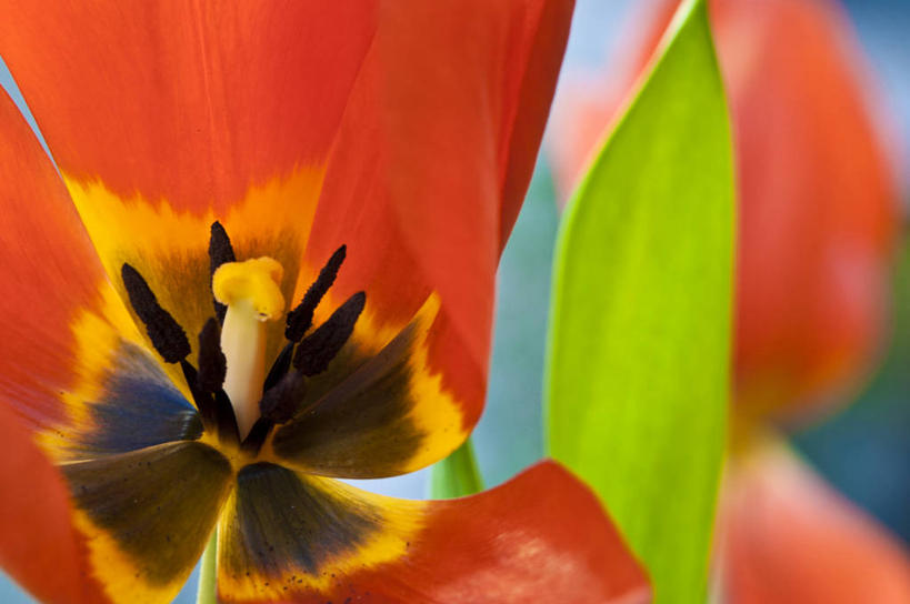 无人,横图,室外,特写,白天,郁金香,西班牙,花,花瓣,红色,摄影,脆弱,雄蕊,清新,彩图