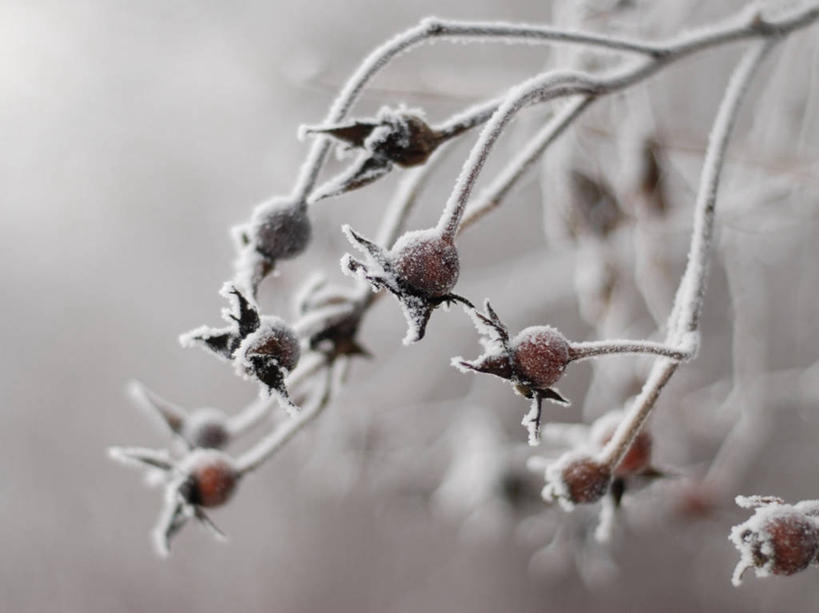 无人,横图,室外,特写,白天,水果,波兰,冬天,枝,霜,饮食,自然,寒冷,摄影,健康食物,蔷薇果,彩图