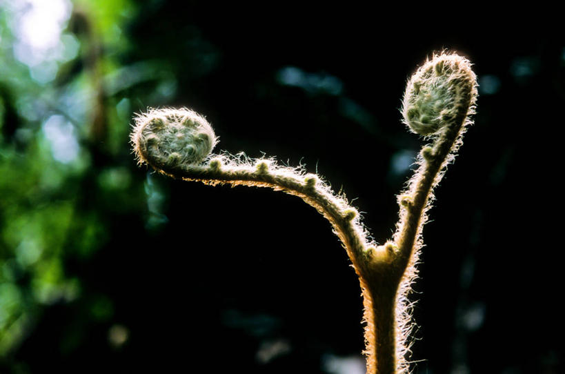 无人,横图,室外,特写,白天,森林,叶子,台湾,环绕,缠绕,自然,摄影,生长,蕨类,纠缠,彩图,卷须