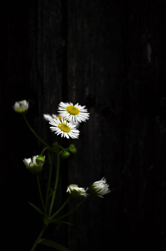 无人,竖图,美国,黑色背景,木制,花,花瓣,白色,黑色,摄影,脆弱,雄蕊,清新,纽约州,彩图,影棚拍摄