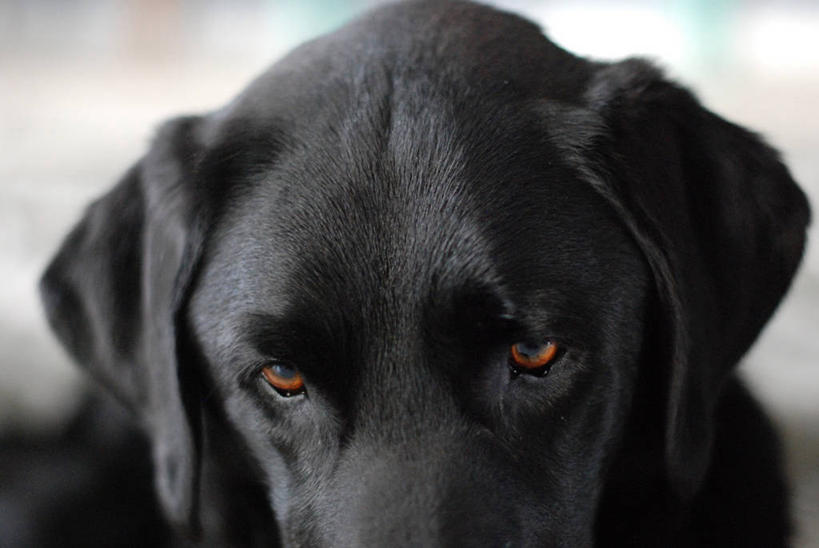 无人,横图,室外,特写,白天,宠物,狗,加拿大,家畜,摄影,部分,亚伯达,彩图