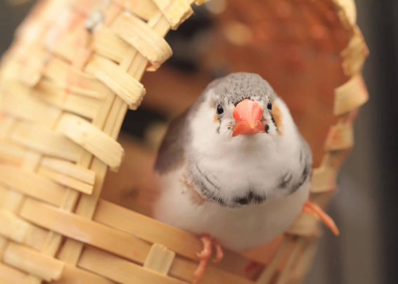 无人,横图,室外,特写,白天,野生动物,美国,小的,鸟类,稻草,鸟笼,摄影,栖息,保护,加利福尼亚,彩图,好奇心