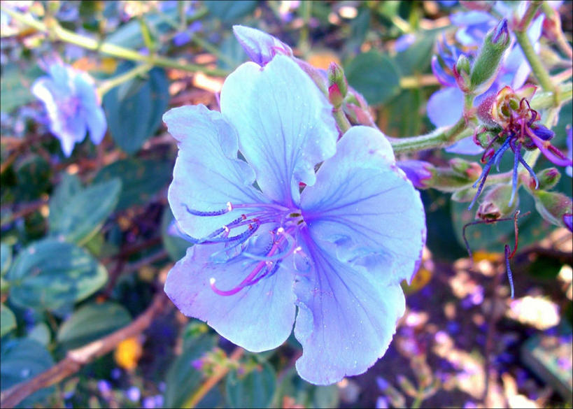 无人,横图,室外,特写,白天,巴西,田地,花,花瓣,蓝色,摄影,生长,脆弱,清新,里约热内卢,彩图