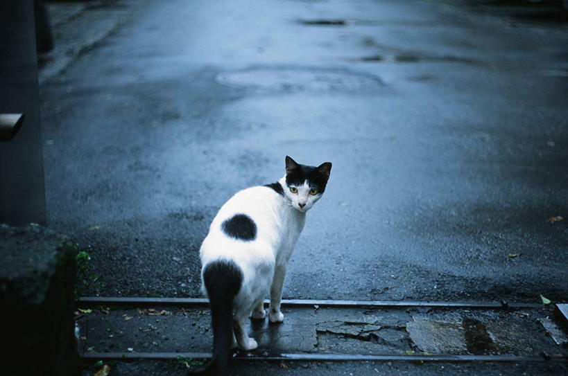 无人,横图,室外,白天,路,猫,台湾,湿,首都,家畜,摄影,台北,彩图