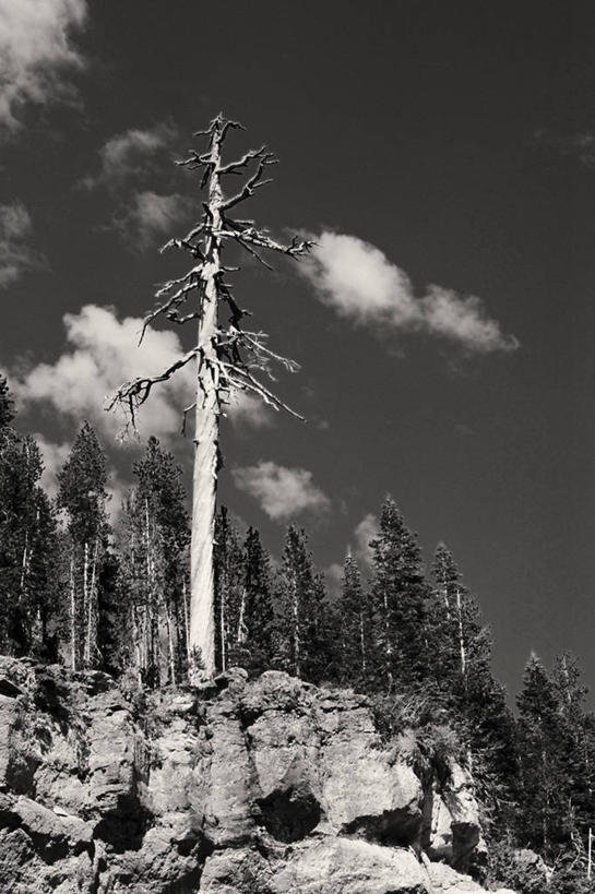 无人,竖图,黑白,室外,白天,松树,美国,云,树,风景,天空,自然,摄影,宁静,俄勒冈州,岩石