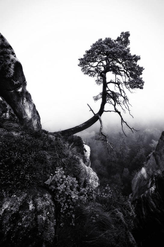 无人,竖图,黑白,室外,白天,美景,山,德国,地形,景观,树,自然,景色,摄影,宁静,自然风光,德累斯顿,萨克森