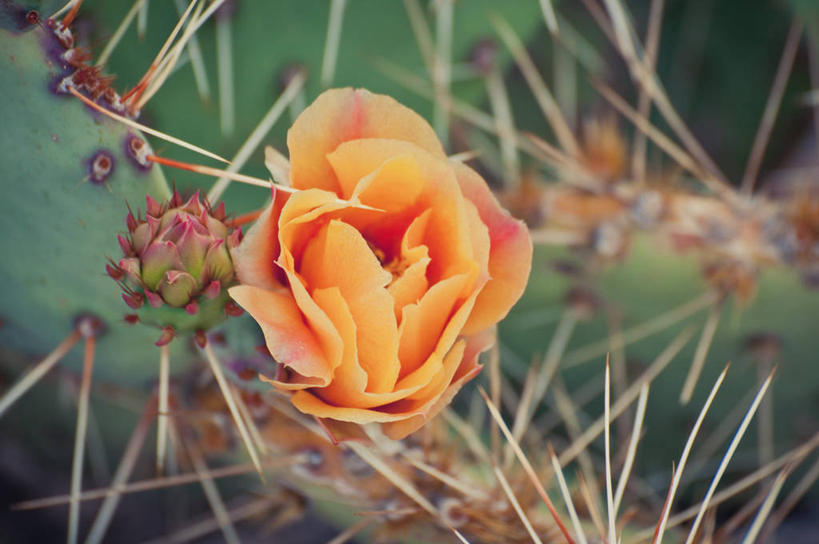 无人,横图,室外,特写,白天,仙人掌,美国,花蕾,花,花瓣,花朵,摄影,生长,脆弱,清新,荆棘,犹他,彩图