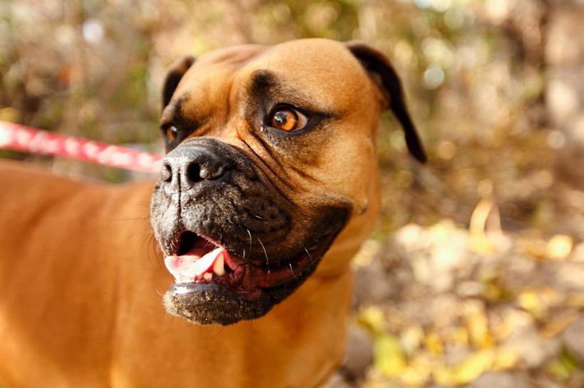 无人,横图,室外,特写,白天,宠物,狗,美国,褐色,家畜,摄影,巨大,庞大,德克萨斯,宏大,硕大,伟大,彩图