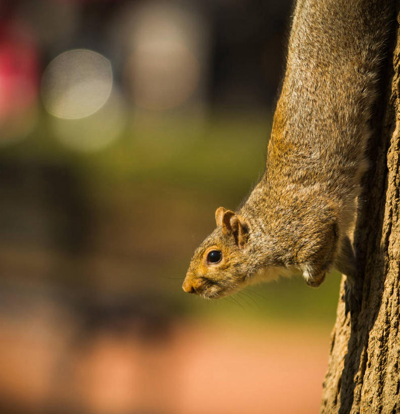 无人,竖图,室外,特写,白天,野生动物,美国,首都,树干,自然,松鼠,摄影,华盛顿特区,彩图