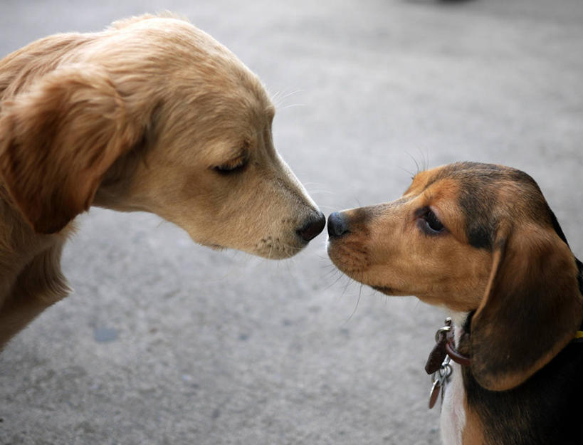 无人,横图,室外,特写,白天,宠物,狗,墨西哥,动物,两只,面对面,家畜,摄影,部分,拉丁美洲,彩图,宠物项圈