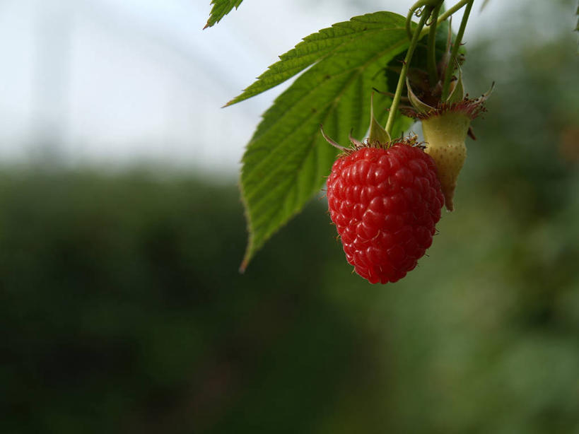 无人,横图,室外,特写,白天,叶子,英国,吊挂,悬挂,挂,饮食,红色,覆盆子,摄影,清新,健康食物,彩图