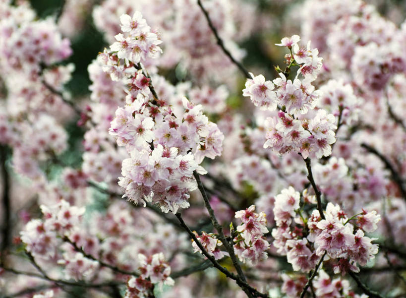 无人,横图,室外,白天,樱花,巴西,枝,花,花瓣,树,粉色,自然,摄影,生长,脆弱,清新,圣保罗,圣保罗州,彩图