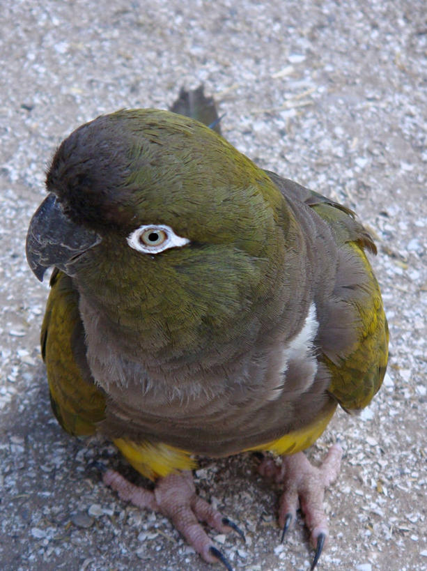 无人,动物园,竖图,俯视,室外,特写,白天,鹦鹉,阿根廷,鸟类,首都,绿色,摄影,栖息,布宜诺斯艾利斯,彩图,高角度拍摄