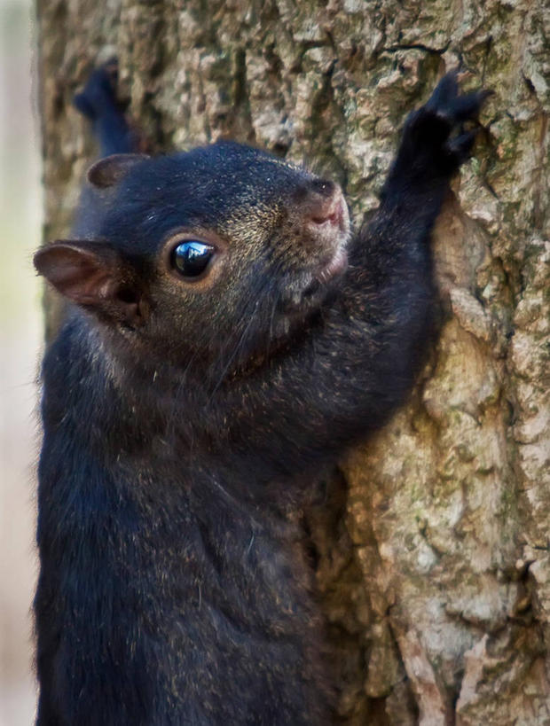 无人,竖图,室外,特写,白天,野生动物,美国,树干,黑色,松鼠,摄影,肖像,马里兰,彩图