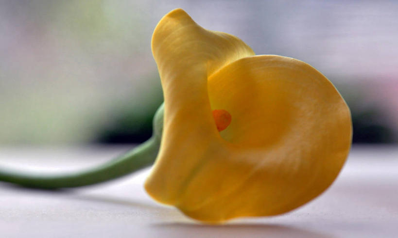 无人,横图,室内,特写,白天,桌子,马蹄莲,荷兰,盛开,茎,花蕾,花,花瓣,花朵,鲜花,一朵,黄色,花苞,花蕊,摄影,脆弱,清新,彩图