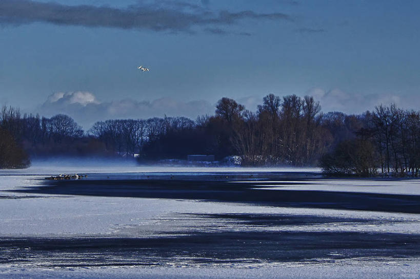 无人,横图,室外,白天,湖,雪,鹅,野生动物,天鹅,荷兰,一群,许多,鸟类,鸭子,云,冬天,很多,树,天空,自然,寒冷,摄影,宁静,彩图