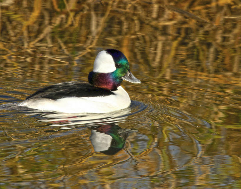 横图,美国,摄影