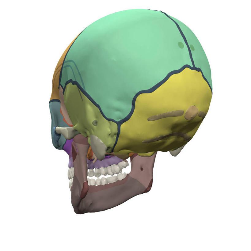 关节,无人,方图,插画,白色背景,数码,科技,阴影,网络,人头骨,高光,几何,计算机图形,合成,图画,画,电脑合成图,数码合成图,合成图,漫画,写实,具体,具象,人体结构,彩图