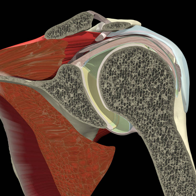 肩,锁骨,肩胛骨,关节,无人,方图,插画,数码,科技,阴影,黑色背景,网络,高光,几何,计算机图形,合成,图画,画,电脑合成图,数码合成图,合成图,横截面,漫画,写实,具体,具象,人体结构,彩图,肩胛下肌