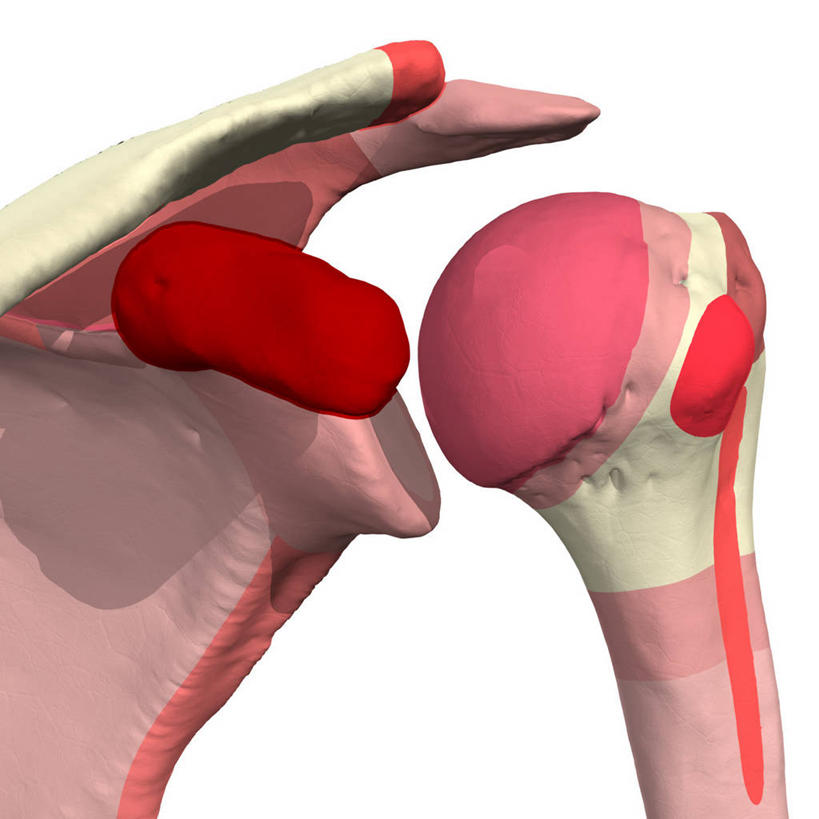 肩,锁骨,肩胛骨,关节,无人,方图,插画,白色背景,数码,科技,阴影,网络,高光,几何,计算机图形,合成,图画,画,电脑合成图,数码合成图,合成图,漫画,写实,具体,具象,肱骨,肩峰,人体结构,彩图