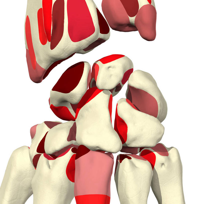 手腕,关节,无人,方图,插画,白色背景,数码,科技,阴影,网络,高光,几何,计算机图形,合成,图画,画,电脑合成图,数码合成图,合成图,漫画,写实,具体,具象,尺骨,桡骨,腕骨,掌骨,人体结构,彩图