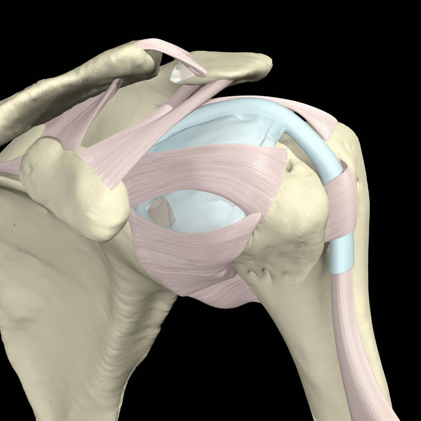 肩,肩胛骨,关节,无人,方图,插画,数码,科技,阴影,黑色背景,网络,高光,几何,计算机图形,合成,图画,画,电脑合成图,数码合成图,合成图,韧带,漫画,肱二头肌,写实,具体,具象,肱骨,人体结构,彩图
