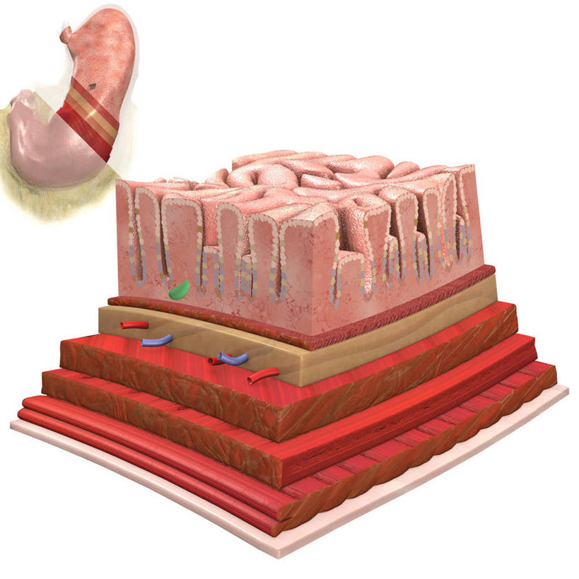 无人,方图,插画,白色背景,数码,科技,阴影,网络,高光,几何,计算机图形,合成,图画,画,粘液,电脑合成图,数码合成图,合成图,横截面,漫画,写实,具体,具象,人体结构,彩图