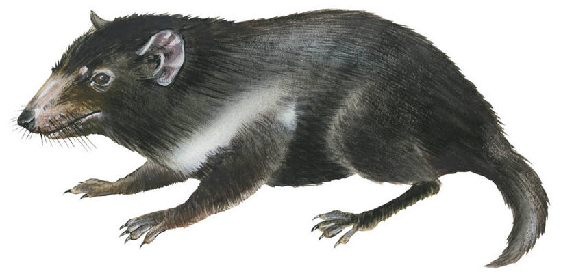 无人,站,横图,全景,插画,白色背景,侧面,数码,科技,野生动物,阴影,网络,高光,几何,计算机图形,合成,图画,画,电脑合成图,数码合成图,合成图,漫画,写实,具体,具象,袋獾,彩图