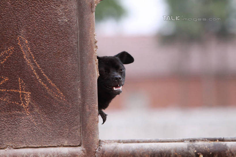 无人,站,横图,室外,特写,白天,正面,植物,门,宠物,狗,金属制品,阴影,朦胧,模糊,光线,金属,图案,影子,注视,树,树木,一只,绿色,黑色,阳光,自然,动物,门框,观察,看,站着,橙色,可爱,生长,成长,观看,察看,关注,粉笔字,忠诚,犬,站立,半身,彩图,涂鸦,hascy1