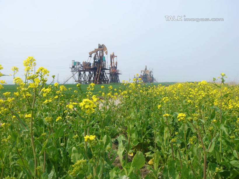 无人,栏杆,横图,室外,白天,仰视,旅游,度假,草地,草坪,美景,植物,中国,亚洲,一排,许多,阴影,环保,整齐,盛开,电力,光线,钢材,电缆,电线,影子,支架,景观,围栏,花蕾,娱乐,电塔,江苏,护栏,草,花,花瓣,花朵,鲜花,排列,黄色,蓝色,绿色,蓝天,天空,阳光,自然,天,花苞,花蕊,油菜花,享受,休闲,和谐,景色,放松,能源,晴朗,支撑,生态,回收,资源,队列,自然风光,供电设备,开采,钻井,油田,利用,低碳,东亚,循环,高压电塔,高压输电线,江苏省,扬州,万里无云,中华人民共和国,华东地区,苏,江苏油田,扬州市,高压电线塔,高压塔,持续,晴空,晴空万里,彩图,低角度拍摄,芸苔,芸薹,hascy1