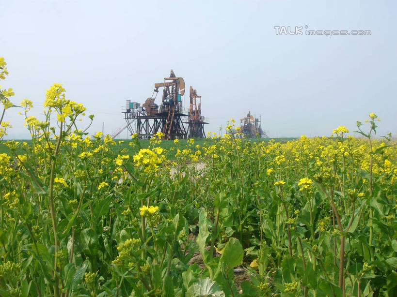 无人,栏杆,横图,室外,白天,仰视,旅游,度假,草地,草坪,美景,植物,中国,亚洲,一排,许多,阴影,环保,整齐,盛开,电力,光线,钢材,电缆,电线,影子,支架,景观,围栏,花蕾,娱乐,电塔,江苏,护栏,草,花,花瓣,花朵,鲜花,排列,黄色,蓝色,绿色,蓝天,天空,阳光,自然,天,花苞,花蕊,油菜花,享受,休闲,和谐,景色,放松,能源,晴朗,支撑,生态,回收,资源,队列,自然风光,供电设备,开采,钻井,油田,利用,低碳,东亚,循环,高压电塔,高压输电线,江苏省,扬州,万里无云,中华人民共和国,华东地区,苏,江苏油田,扬州市,高压电线塔,高压塔,持续,晴空,晴空万里,彩图,低角度拍摄,芸苔,芸薹,hascy1