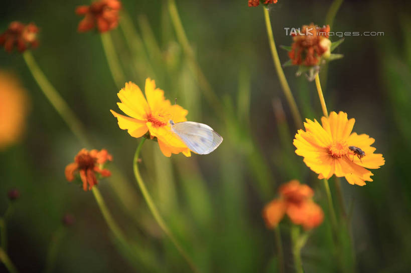 无人,公园,横图,室外,特写,白天,正面,旅游,度假,草地,草坪,花海,花圃,美景,植物,蝴蝶,叶子,中国,亚洲,许多,阴影,朦胧,模糊,盛开,光线,昆虫,影子,景观,花蕾,娱乐,山东,草,花,花瓣,花朵,花卉,鲜花,一只,黄色,绿色,阳光,自然,动物,花丛,花束,花田,花苞,花蕊,享受,休闲,橙色,景色,放松,自然风光,益虫,东亚,山东省,日照,中华人民共和国,华东地区,鲁,日照市,停驻,荻水湿地公园,岚山区,彩图,rzwdb1