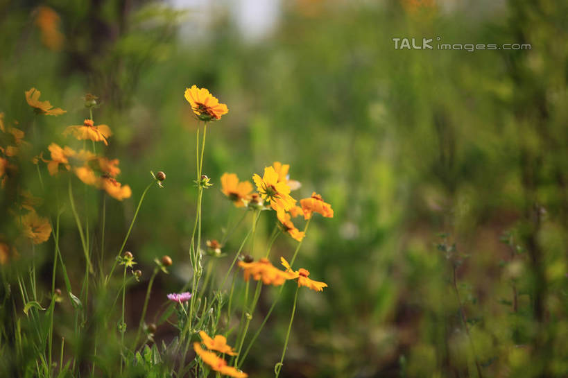 无人,公园,横图,室外,特写,白天,正面,旅游,度假,草地,草坪,花海,花圃,美景,植物,叶子,中国,亚洲,许多,阴影,朦胧,模糊,盛开,光线,影子,景观,花蕾,娱乐,山东,草,花,花瓣,花朵,花卉,鲜花,黄色,绿色,阳光,自然,花丛,花束,花田,花苞,花蕊,享受,休闲,橙色,景色,放松,自然风光,东亚,山东省,日照,中华人民共和国,华东地区,鲁,日照市,荻水湿地公园,岚山区,彩图,rzwdb1