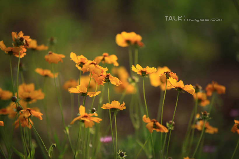 无人,公园,横图,室外,特写,白天,正面,旅游,度假,草地,草坪,花海,花圃,美景,植物,叶子,中国,亚洲,许多,阴影,朦胧,模糊,盛开,光线,影子,景观,花蕾,娱乐,山东,草,花,花瓣,花朵,花卉,鲜花,黄色,绿色,阳光,自然,花丛,花束,花田,花苞,花蕊,享受,休闲,景色,放松,自然风光,东亚,山东省,日照,中华人民共和国,华东地区,鲁,日照市,荻水湿地公园,岚山区,彩图,rzwdb1