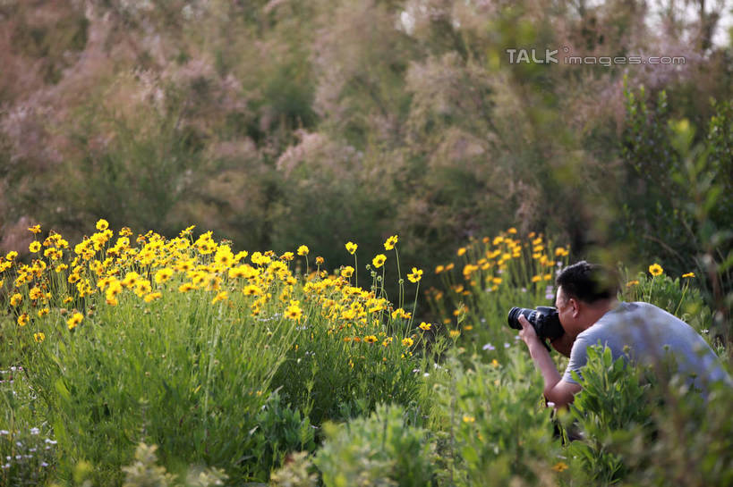 东方人,一个人,公园,蹲,举,横图,室外,白天,侧面,旅游,度假,草地,草坪,花海,花圃,美景,植物,相机,叶子,中国,亚洲,仅一个男性,仅一个人,仅一个中年男性,许多,阴影,盛开,光线,影子,景观,花蕾,黄种人,娱乐,山东,草,花,花瓣,花朵,花卉,鲜花,树,树木,拍照,黄色,绿色,阳光,自然,数码相机,花丛,花束,花田,花苞,花蕊,托,享受,休闲,景色,单反,放松,摄影,生长,成长,单反相机,自然风光,东亚,山东省,日照,中华人民共和国,华东地区,鲁,日照市,荻水湿地公园,岚山区,男人,男性,中年男性,亚洲人,照相机,蹲着,举起,举手,举着,向上举,向上伸,向上托,半身,彩图,照相,rzwdb1