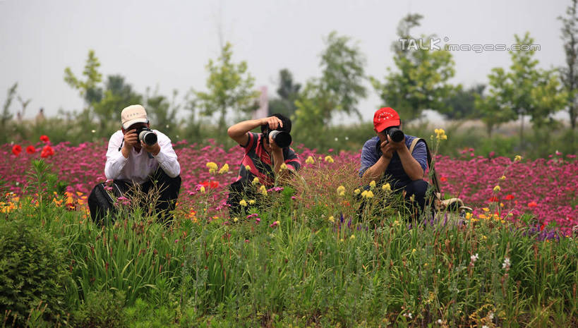 东方人,三个人,伙伴,朋友,摄影师,蹲,举,横图,室外,白天,正面,旅游,度假,友谊,草地,草坪,花海,花圃,美景,植物,帽子,相机,叶子,中国,亚洲,许多,握,阴影,服装,盛开,光线,影子,景观,拿,花蕾,拿着,休闲装,黄种人,娱乐,运动帽,山东,草,花,花瓣,花朵,花卉,鲜花,树,树木,拍照,衣服,黄色,红色,绿色,天空,阳光,自然,数码相机,花丛,花束,花田,天,花苞,花蕊,托,享受,休闲,休闲服,鸭舌帽,景色,单反,放松,握着,摄影,服饰,生长,成长,单反相机,自然风光,东亚,山东省,日照,中华人民共和国,华东地区,鲁,日照市,花仙子风景区,友情,男人,男性,年轻男性,亚洲人,照相机,蹲着,举起,举手,举着,向上举,向上伸,向上托,彩图,全身,照相,rzwdb1