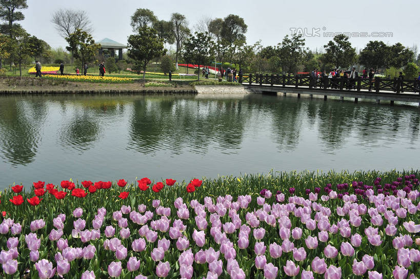 正面,爱情,旅游,度假,草地,草坪,湖,湖泊,花海,花圃,美景,树林,水