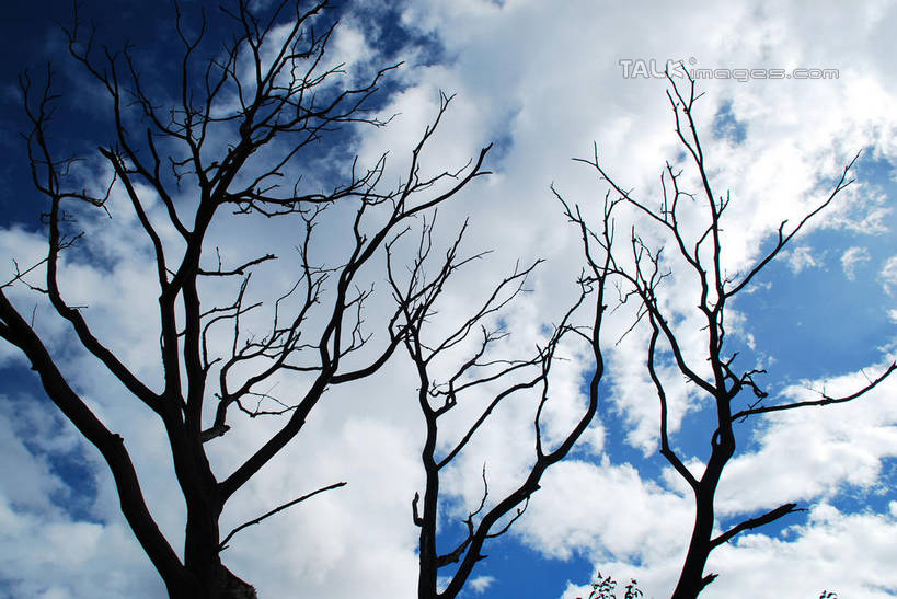 无人,横图,室外,白天,仰视,美景,中国,亚洲,阴影,枯萎,光线,影子,景观,云,云朵,树桩,枝条,云彩,波密,西藏,树,树干,树枝,蓝色,白云,蓝天,天空,阳光,自然,天,木桩,景色,晴朗,死亡,自然风光,藏,东亚,西藏自治区,中华人民共和国,西南地区,虬枝,枝杈,枯败,晴空,彩图,低角度拍摄,波密县,易贡乡,shqxy1