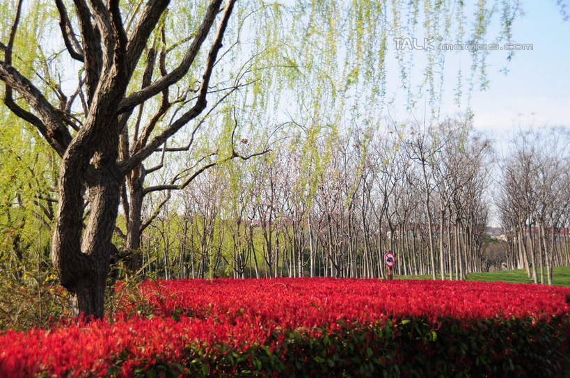 无人,公园,横图,室外,白天,正面,旅游,度假,花海,花圃,美景,植物,柳树,叶子,上海,中国,亚洲,阴影,盛开,光线,影子,景观,花蕾,娱乐,垂柳,花,花瓣,花朵,花卉,鲜花,树,树木,红色,蓝色,绿色,蓝天,天空,阳光,自然,花丛,花束,花田,天,花苞,花蕊,享受,休闲,景色,放松,生长,晴朗,成长,申,自然风光,东亚,闵行区,上海市,闵行体育公园,万里无云,中华人民共和国,沪,华东地区,倒挂柳,晴空,晴空万里,垂枝柳,彩图,shsgf1
