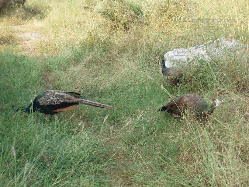 无人,站,横图,室外,白天,侧面,草地,草坪,石头,美景,植物,孔雀,鸟,野生动物,太湖,中国,亚洲,三只,阴影,光线,鸟类,石子,影子,景观,美丽,注视,江苏,苏州,草,绿色,阳光,自然,动物,低头,观察,看,站着,景色,可爱,缥缈峰,西山,活泼,观看,吉祥,察看,关注,自然风光,华贵,善良,东亚,江苏省,苏州市,中华人民共和国,华东地区,苏,越鸟,百鸟之王,吴中区,石块,岩石,站立,彩图,全身,洞庭西山,包山,shslj1
