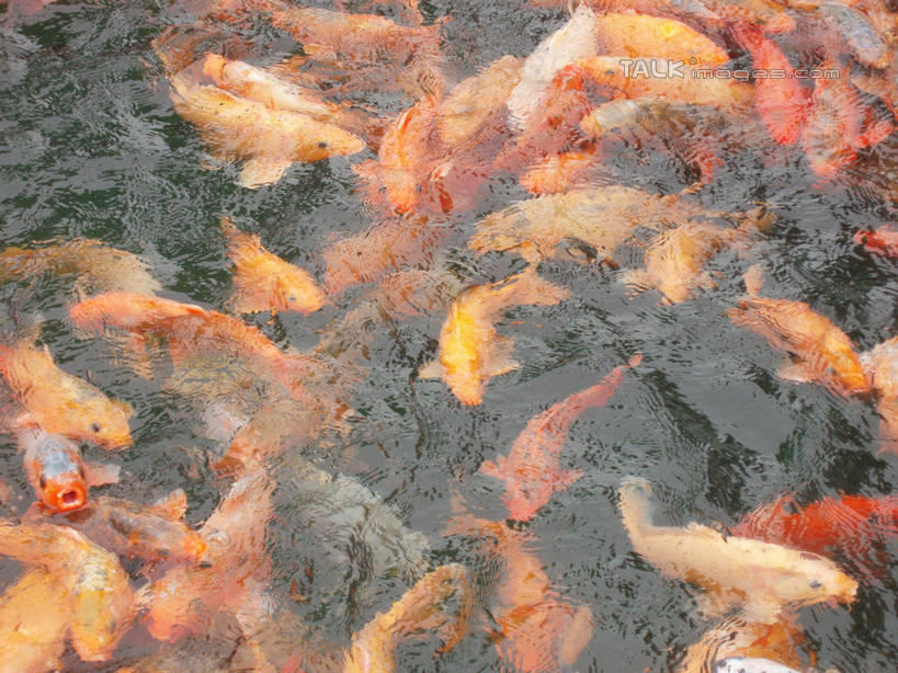 游泳,无人,横图,俯视,室外,特写,白天,湖,湖泊,美景,水,鲤鱼,中国,亚洲,许多,阴影,波纹,光线,鱼,影子,湖面,景观,水流,水面,涟漪,很多,注视,水产,鱼类,浙江,浙江省,水纹,阳光,自然,波浪,湖水,观察,看,景色,千岛湖,观看,察看,关注,自然风光,水生动物,水生物,东亚,中华人民共和国,华东地区,水晕,浙,泅水,拍浮,鲤子,鲤拐子,半身,彩图,高角度拍摄,淳安,淳安县,新安江水库,淡水生物,河鲜,shslj1