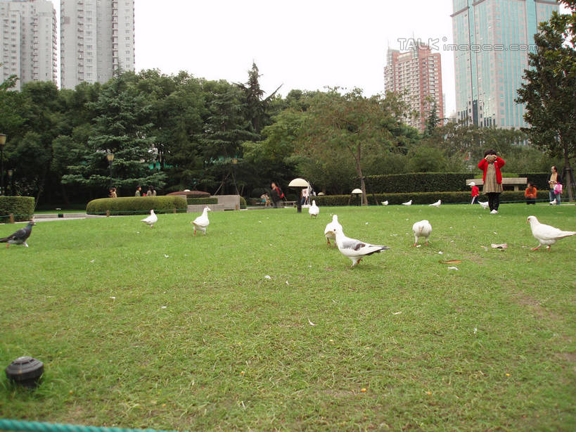 无人,高楼大厦,站,横图,室外,白天,正面,度假,友谊,草地,草坪,美景,植物,城市风光,城市,大厦,建筑,摩天大楼,鸽子,鸟,一群,许多,鸟类,景观,很多,娱乐,建设,草,树,树木,绿色,天空,自然,天,站着,享受,休闲,景色,放松,生长,成长,象征,和平,信使,站立,彩图,全身,大楼,高层建筑,高楼,摩天楼,shslj1