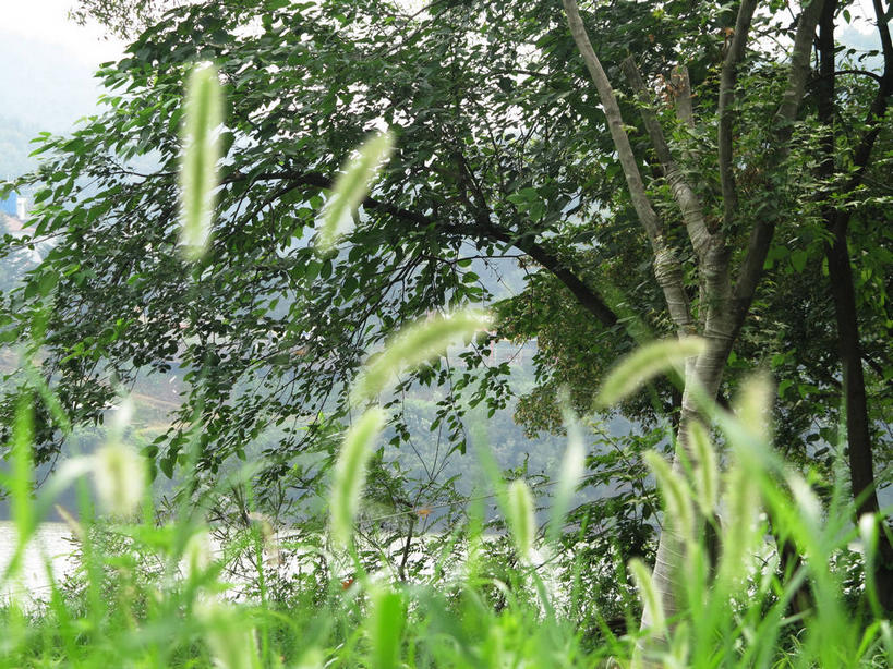 无人,横图,室外,白天,正面,旅游,度假,草地,草坪,河流,美景,树林,水,植物,春川,南怡岛,韩国,亚洲,河水,景观,水流,娱乐,狗尾巴草,草,树,树木,绿色,自然,享受,休闲,狗尾草,景色,放松,生长,成长,自然风光,东亚,绿狗尾草,谷莠子,大韩民国,江原道,春川市,彩图,毛毛草,宿田翁,道,shslj1