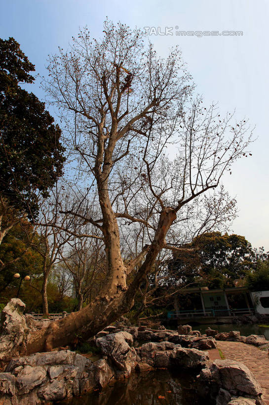 无人,竖图,室外,白天,正面,旅游,度假,美景,树林,植物,道路,路,上海,中国,亚洲,阴影,光线,影子,景观,小路,枝条,交通,娱乐,树,树木,树枝,蓝色,绿色,蓝天,天空,阳光,自然,天,享受,休闲,景色,放松,生长,晴朗,成长,申,自然风光,黄浦区,东亚,上海市,万里无云,中华人民共和国,沪,华东地区,虬枝,枝杈,晴空,晴空万里,彩图,雁荡路,复兴公园,shwf1